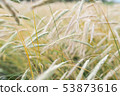Rye field 53873616