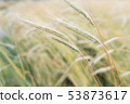 Rye field 53873617