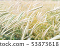 Rye field 53873618