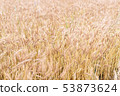 Wheat field 53873624