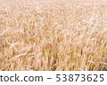 Wheat field 53873625