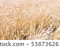 Wheat field 53873626