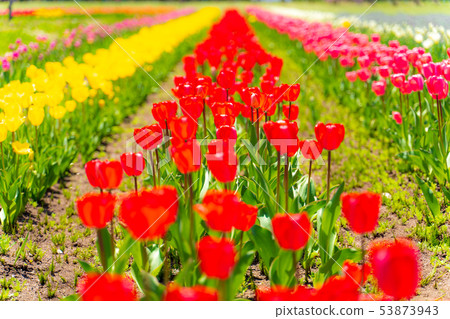 Red tulip Red tulip 53873943