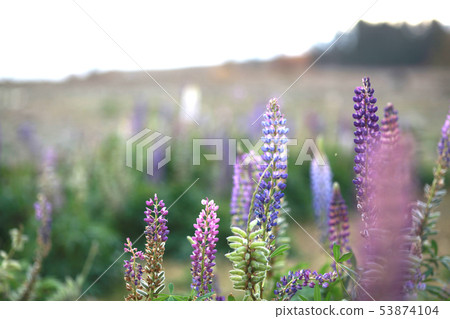 spring season in new zealand spring season in new zealand 53874104