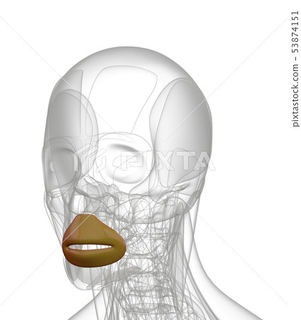 3d rendering of Orbicularis Oris 3d rendering of Orbicularis Oris 53874151