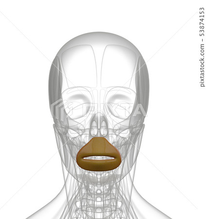 3d rendering of  Orbicularis Oris 53874153