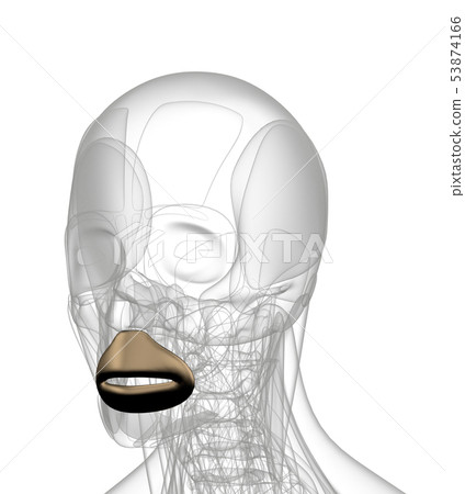 3d rendering of Orbicularis Oris 3d rendering of Orbicularis Oris 53874166