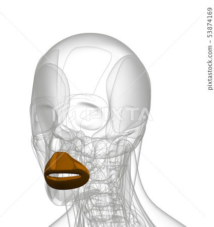 3d rendering of Orbicularis Oris Stock Illustration 53874169