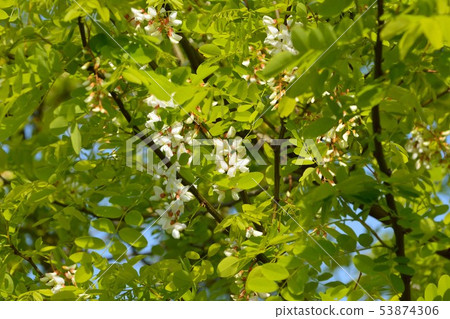 Golden Acacia flowers bloom 53874306