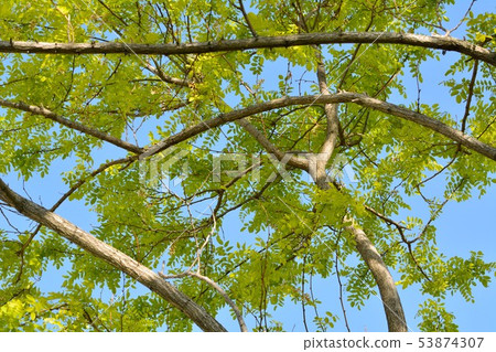 Golden Acacia flowers bloom 53874307