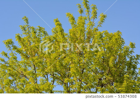 Golden Acacia flowers bloom 53874308