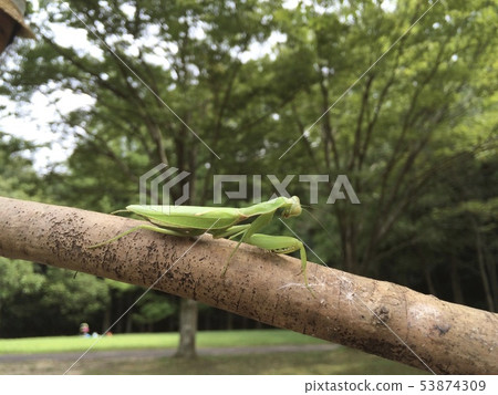 Mantis Mantis 53874309