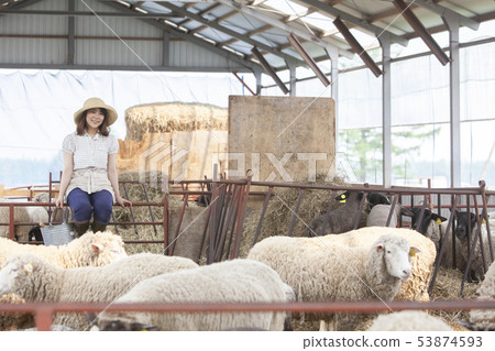 Cotton sheep farmer 53874593