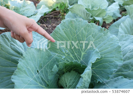 Green cabbage with insect bite on leaf   53874607