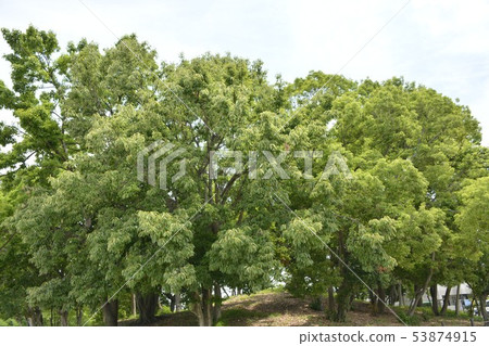 [Sakai City, Osaka Prefecture] World Heritage Site, Mozu Tumulus Group (Koritsuka Tumulus) 53874915