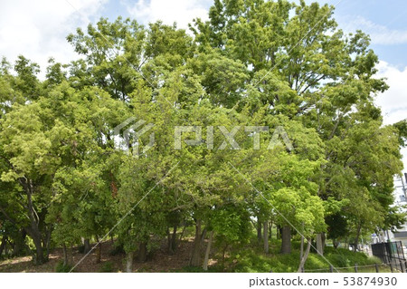 [Sakai City, Osaka Prefecture] World Heritage Site, Mozu Tumulus Group (Koritsuka Tumulus) 53874930