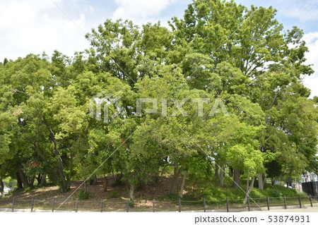 [Sakai City, Osaka Prefecture] World Heritage Site, Mozu Tumulus Group (Koritsuka Tumulus) 53874931