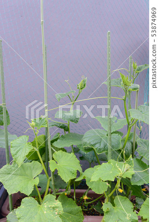 Cucumber cultivation Cucumber cultivation 53874969