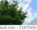 Blue sky and fresh green 53875456