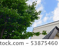 Blue sky and fresh green 53875460