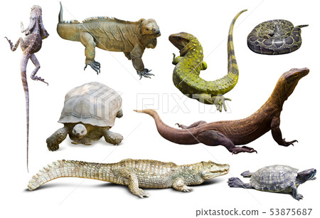 set of reptiles isolated set of reptiles isolated 53875687