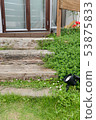 Garden flowers 53875833