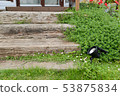 Garden flowers 53875834
