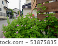 Garden flowers 53875835