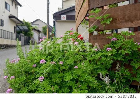 園林花卉 園林花卉 53875835