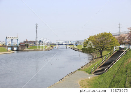足立區鹿濱:春季芝川的最低點 足立區鹿濱:春季芝川的最低點 53875975