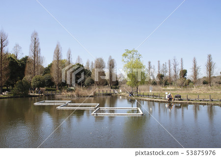 Spring at Kawaguchi Natural Park (Kawaguchi City, Saitama Prefecture) 53875976