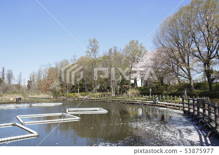川口自然公園的春天(埼玉縣川口市) 川口自然公園的春天(埼玉縣川口市) 53875977