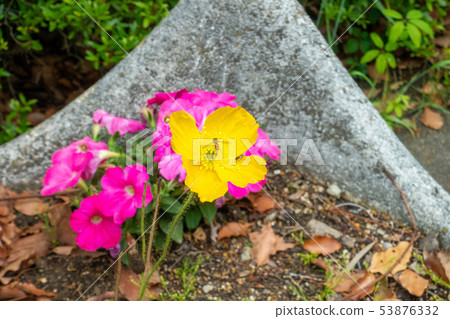 Tsu castle ruins Bee and yellow flower 53876332
