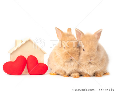 Two baby red-brown rabbits with red heart.  53876515