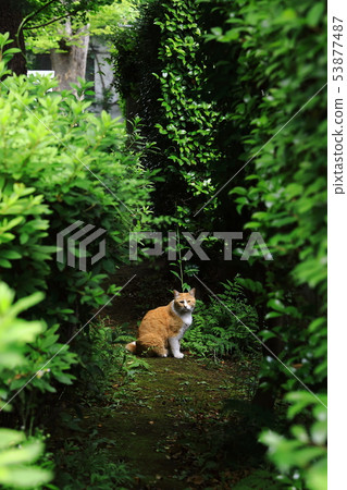 Cat Cat 53877487
