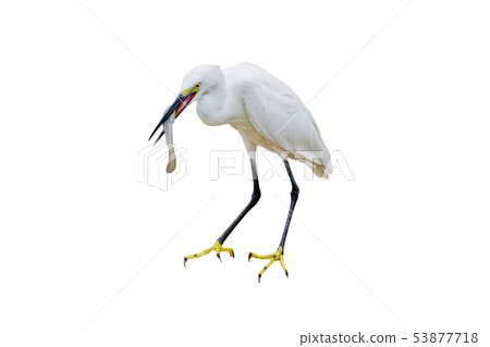Eastern Great Egret Eating Fish In Mount 53877718