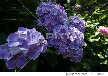 開花通過陽光的八仙花屬 53878502