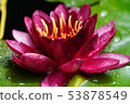 Water lily 53878549