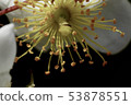 Thorn flower 53878551