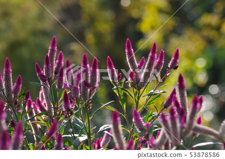 Sunlight and Wild Chicken Head 53878586