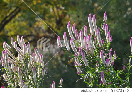 Selosia Sharon swaying in the wind 53878590