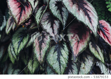 Green leaves background. Natural tropical background nature forest jungle foliage. Green leaves background. Natural tropical background nature forest jungle foliage. 53879153