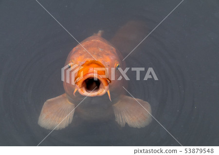 Nishikigoi of a pond Nishikigoi of a pond 53879548