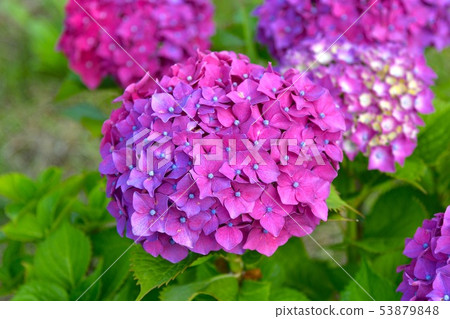 hydrangea hydrangea 53879848