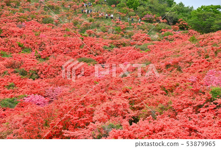 Azalea of Katsuragiyama Azalea of Katsuragiyama 53879965
