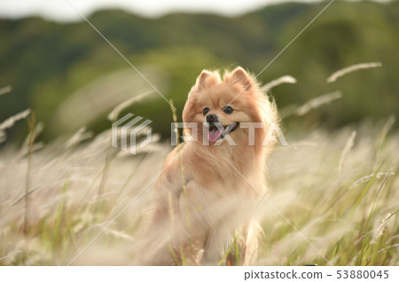 波美拉尼亞 53880045