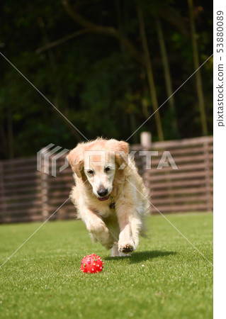 Golden retriever Golden retriever 53880089