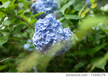 Hydrangea Hydrangea flower June flower rainy season Hydrangea Hydrangea flower June flower rainy season 53880179