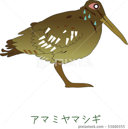 Amami's rare bird Amami miyagi Amami's rare bird Amami miyagi 53880355