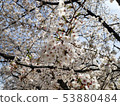 Cherry blossoms -Sakura- 53880484